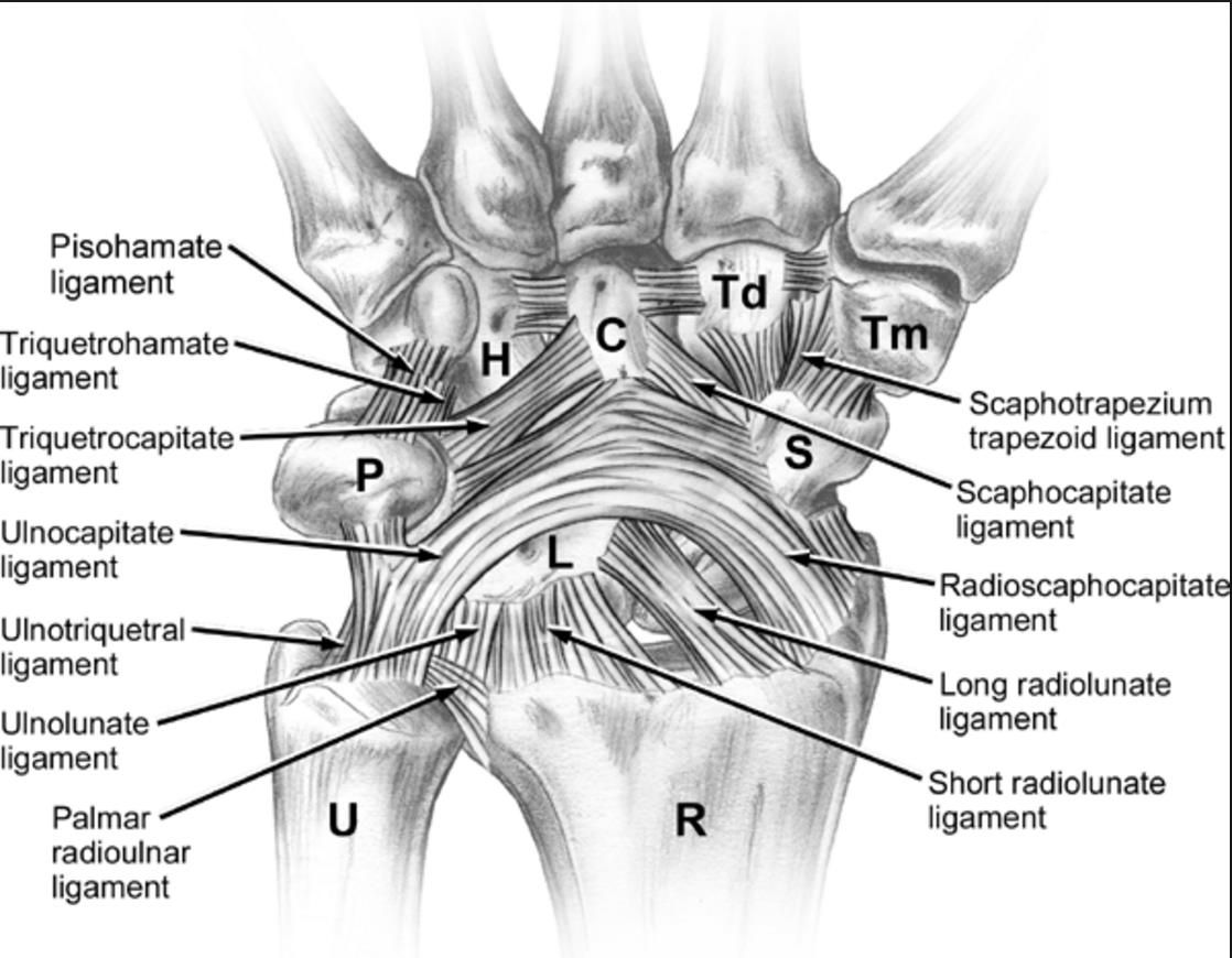 wrist ligaments