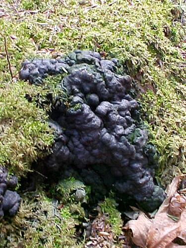 black goo