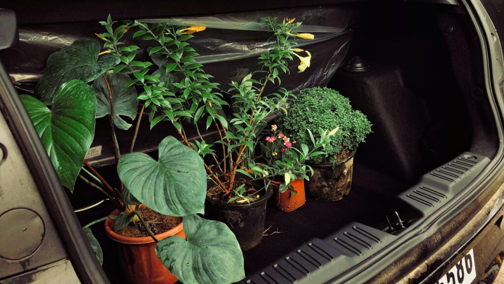 a group of potted plants on a car dashboard
