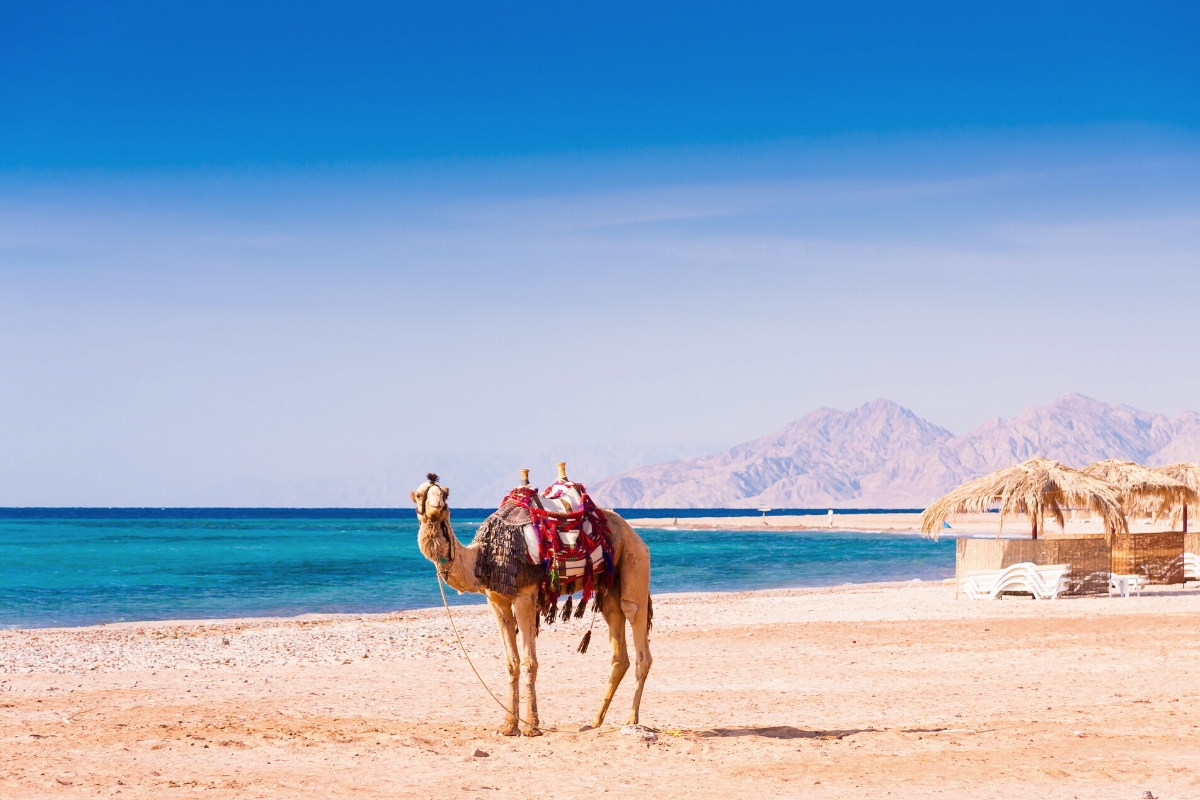 Exploring Egypt: From Ancient Wonders to Red Sea Beaches