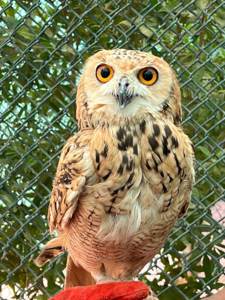 a close up of an owl on a persons hand