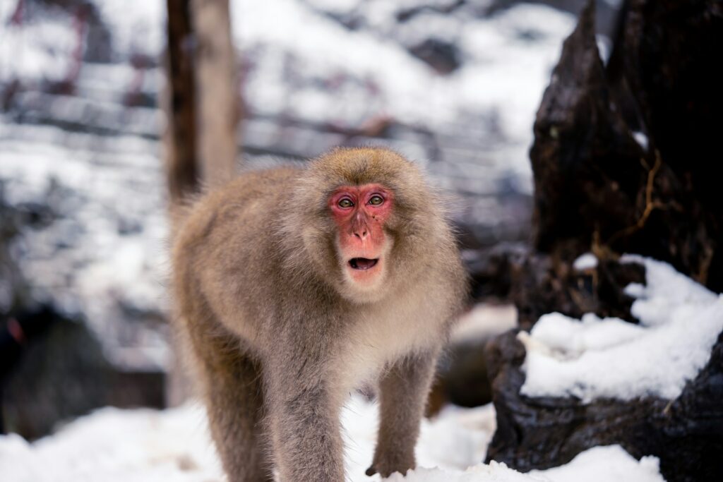 Japanese Macaque on snow ground