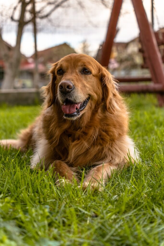 a dog laying in the grass with a swing in the background