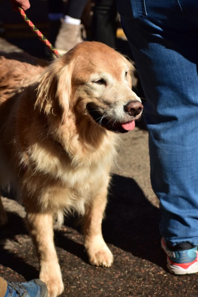 a dog sitting next to a person