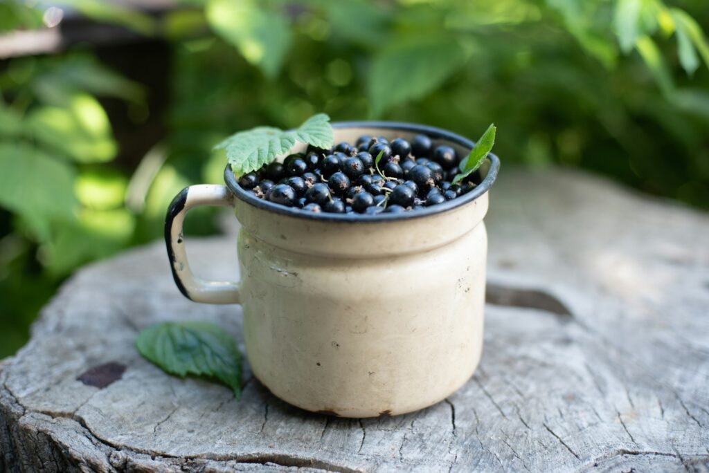 a cup filled with blueberries sitting on top of a tree stump