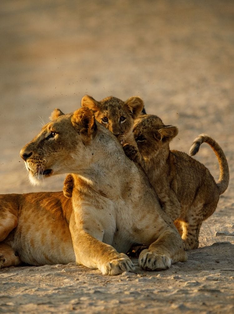 Kenya’s Wild Heart: A 10-Day Journey Among Big Cats, Birds, and Inspiring People