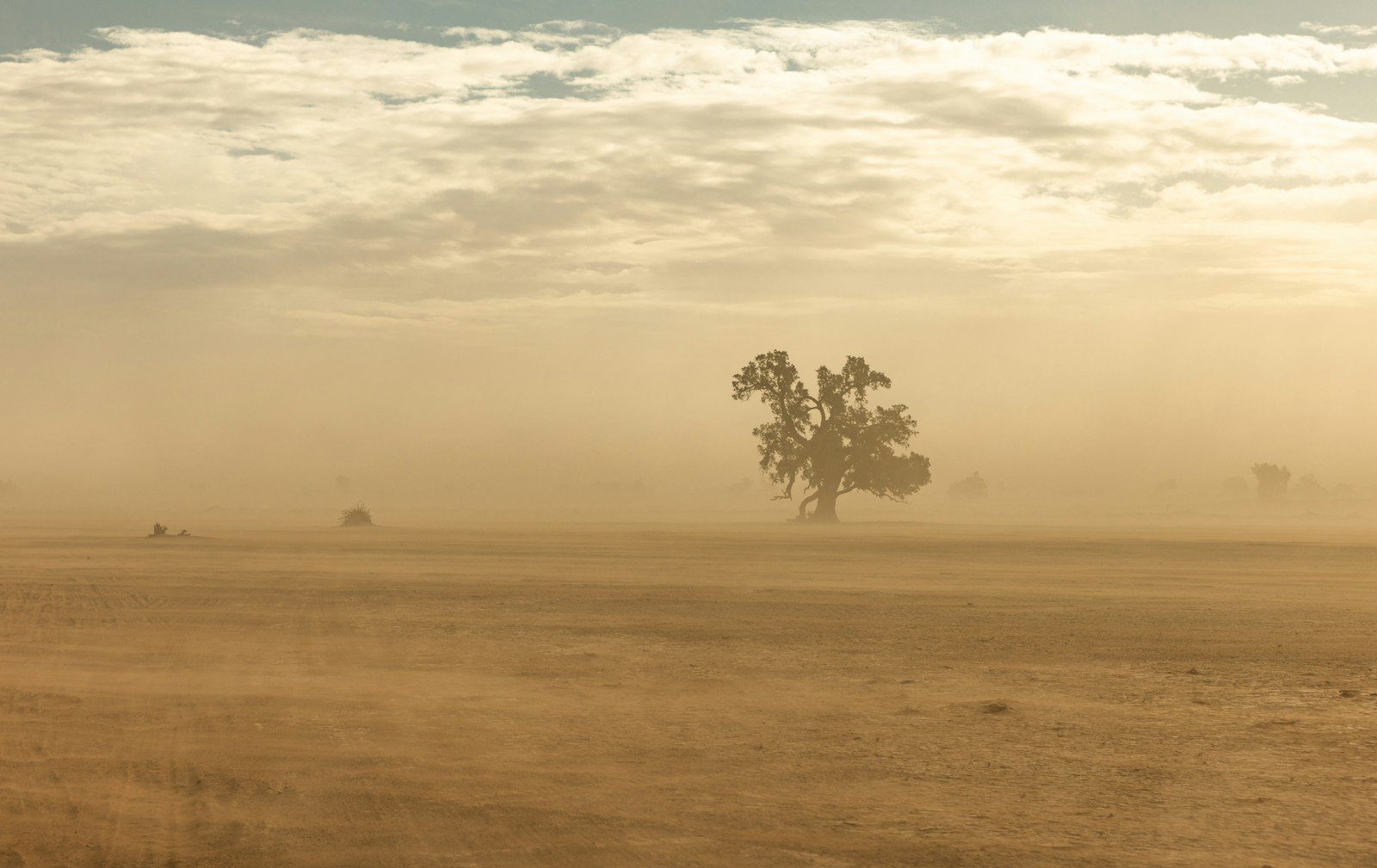 a foggy field with a lone tree in the distance