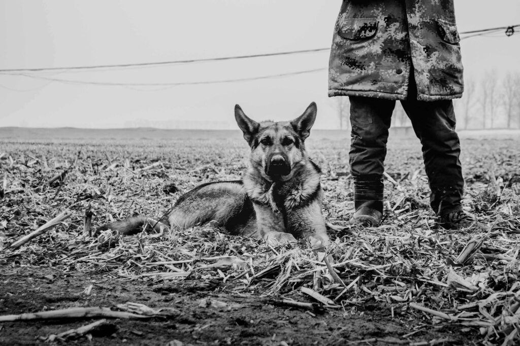 a dog laying in the middle of a field
