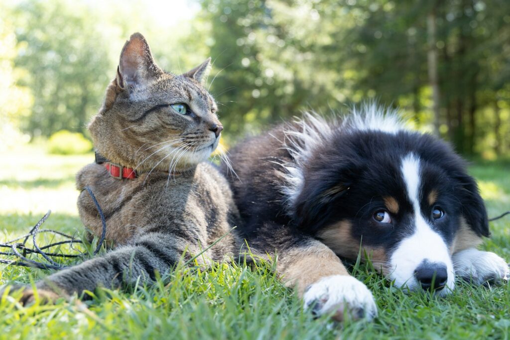 Dog Person Adopts Kitten: Hilarious & Heartfelt Moments When Pups Become Unexpected Cat Parents