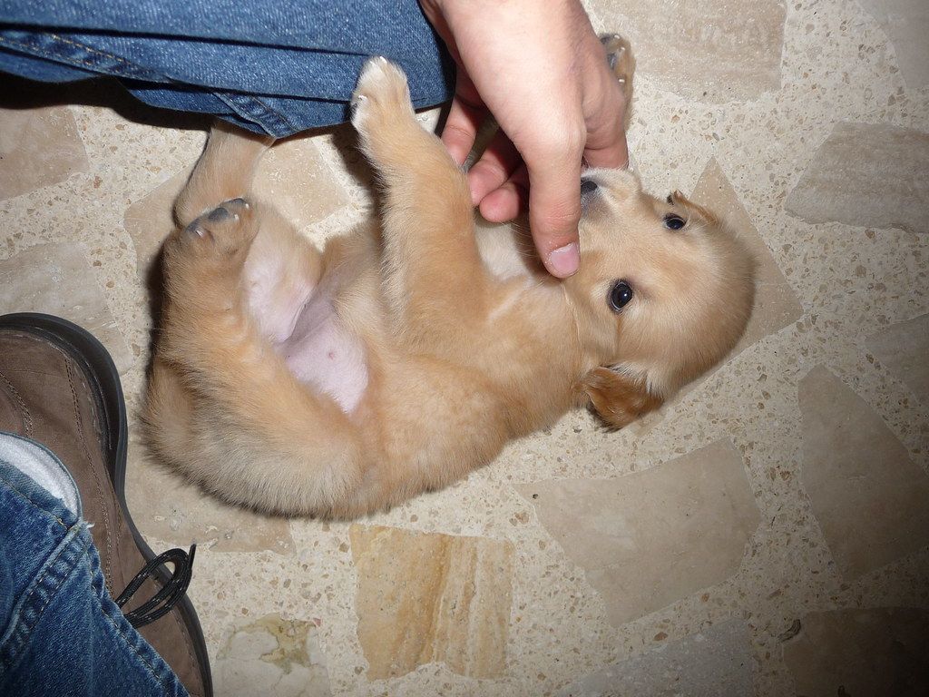 Unlocking Their Secrets: The Heartwarming Ways Golden Retrievers ‘Smile’ and Show True Happiness