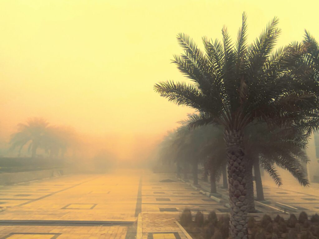 a foggy street with a palm tree in the foreground