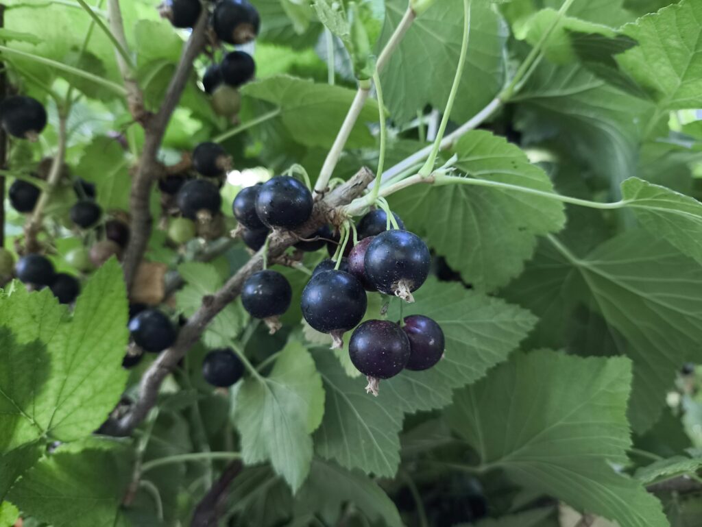A bunch of black berries hanging from a tree
