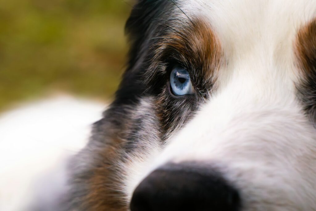 a close up of a dog with blue eyes