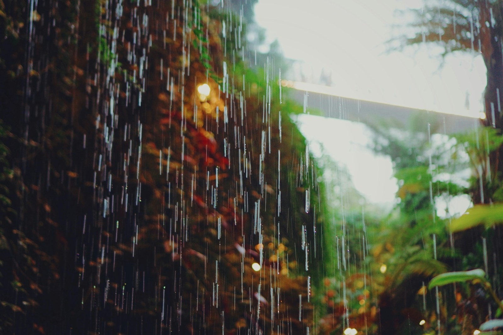 tall trees in forest during rainy day