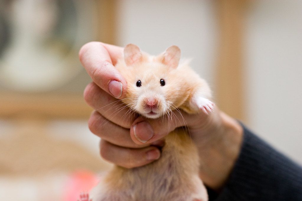 Their Cousin Threw A Hamster Into A Wall
