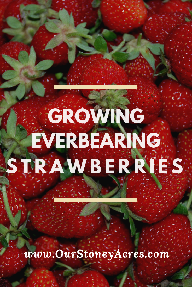 Unlock Multi-Season Harvests: How to Plant & Care for Everbearing Strawberries