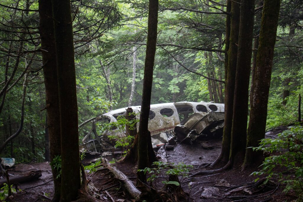white car in the forest during daytime