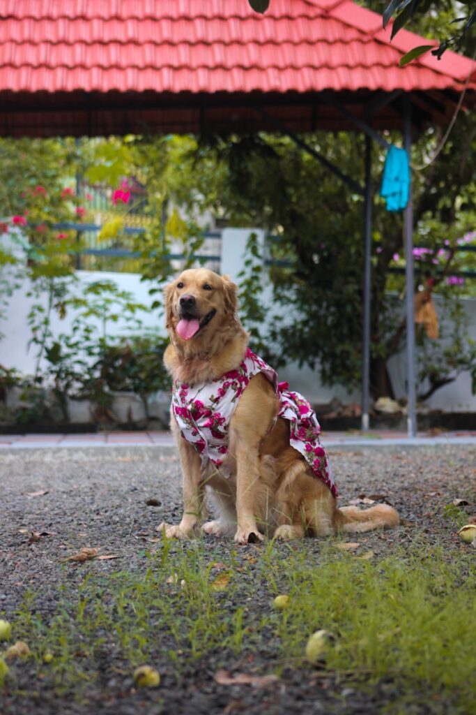 a dog wearing a shirt sitting on the ground