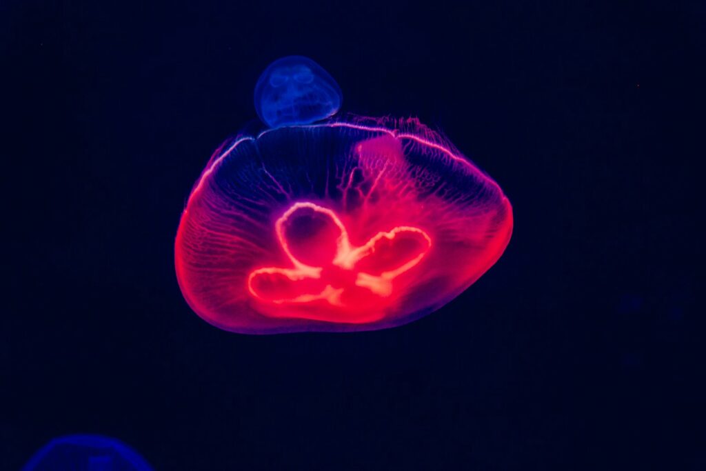 red and blue jellyfish