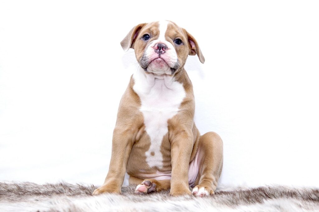 puppy, animal, bulldog, dog, sweet, pet