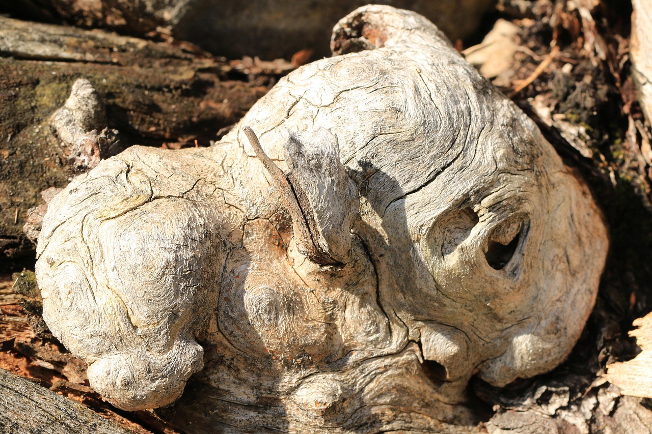 root, braid, grain, plant, nature, rotten, old, decomposed, wood