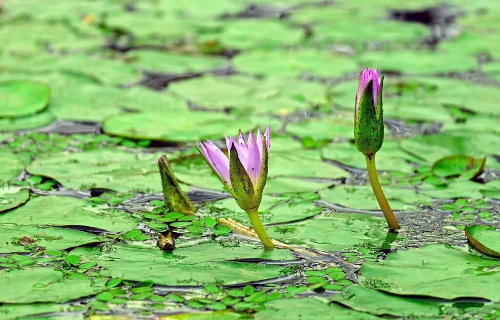 water lily, lily pads, pond, buds, flower background, flowers, pink flowers, nuphar lutea, bloom, blossom, aquatic plant, beautiful flowers, flower wallpaper, plant, nature