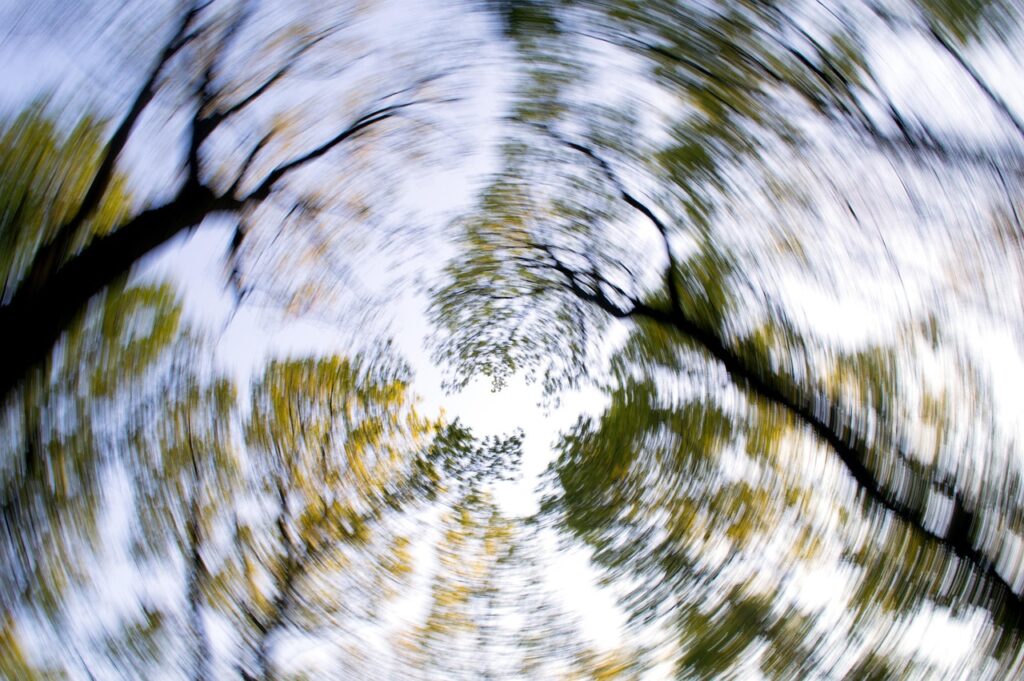 forest, trees, heaven, nature, green, landscape, rotation, dizzy, artwork, image editing, dizzy, dizzy, dizzy, dizzy, dizzy