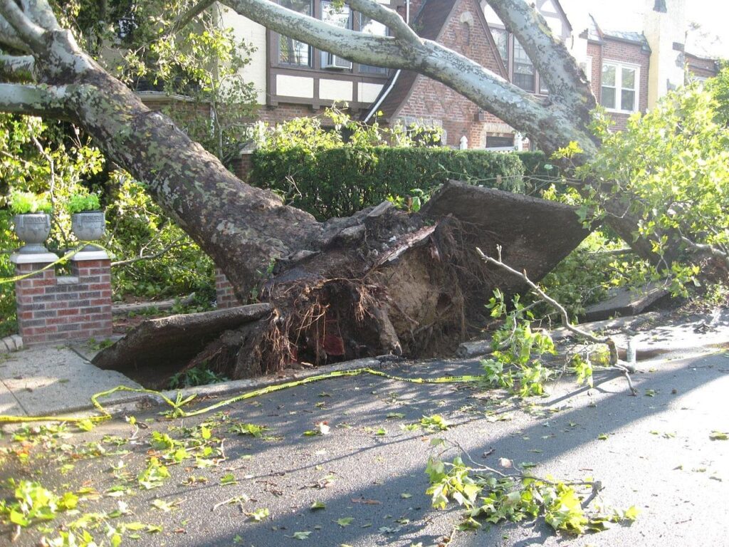 tree, uprooted, tornado, winds, damage, storm, disaster, nature, fallen, weather