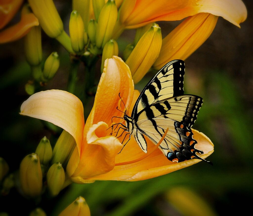 butterfly, insect, garden, swallowtail, papilio machaon, beautiful flowers, old world swallowtail, animal, pollination, flower, lily, orange lily, nature, closeup, flower wallpaper, カンゾウ, flower background, hemerocallis