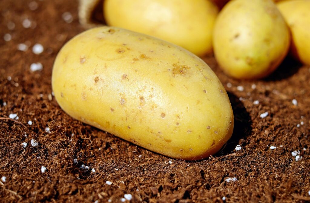 potatoes, vegetables, tuber, root vegetables, tuber crops, harvest, garden, produce, organic, fresh, fresh potatoes, nature, raw, raw potatoes