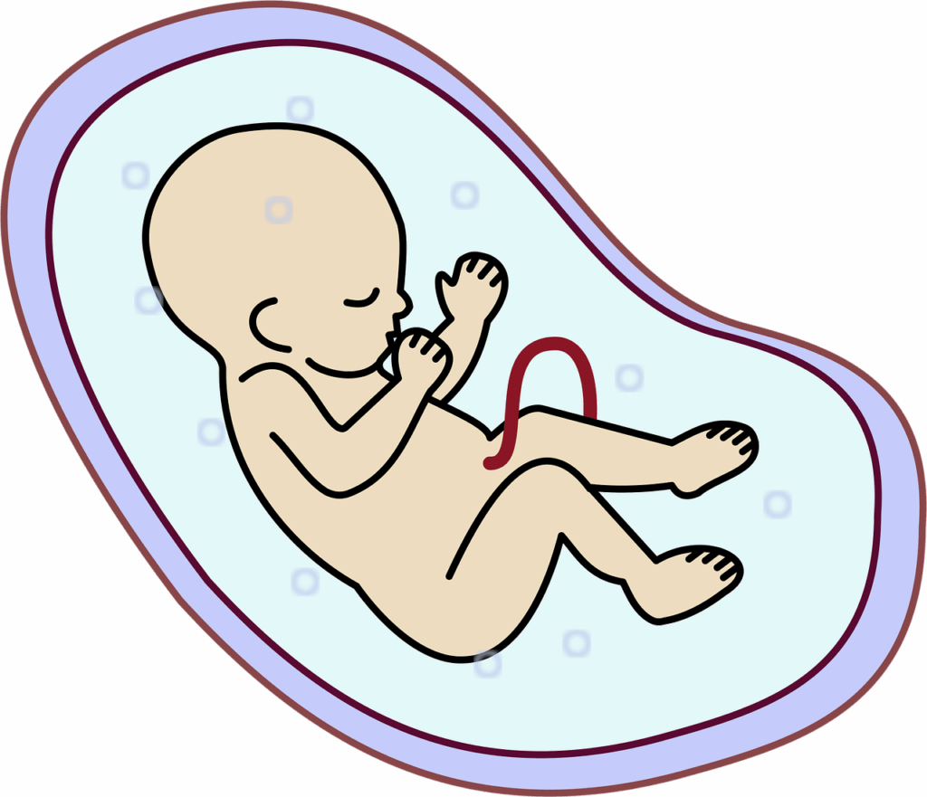 embryo, human, infant, pregnancy, embryo, embryo, pregnancy, pregnancy, pregnancy, pregnancy, pregnancy