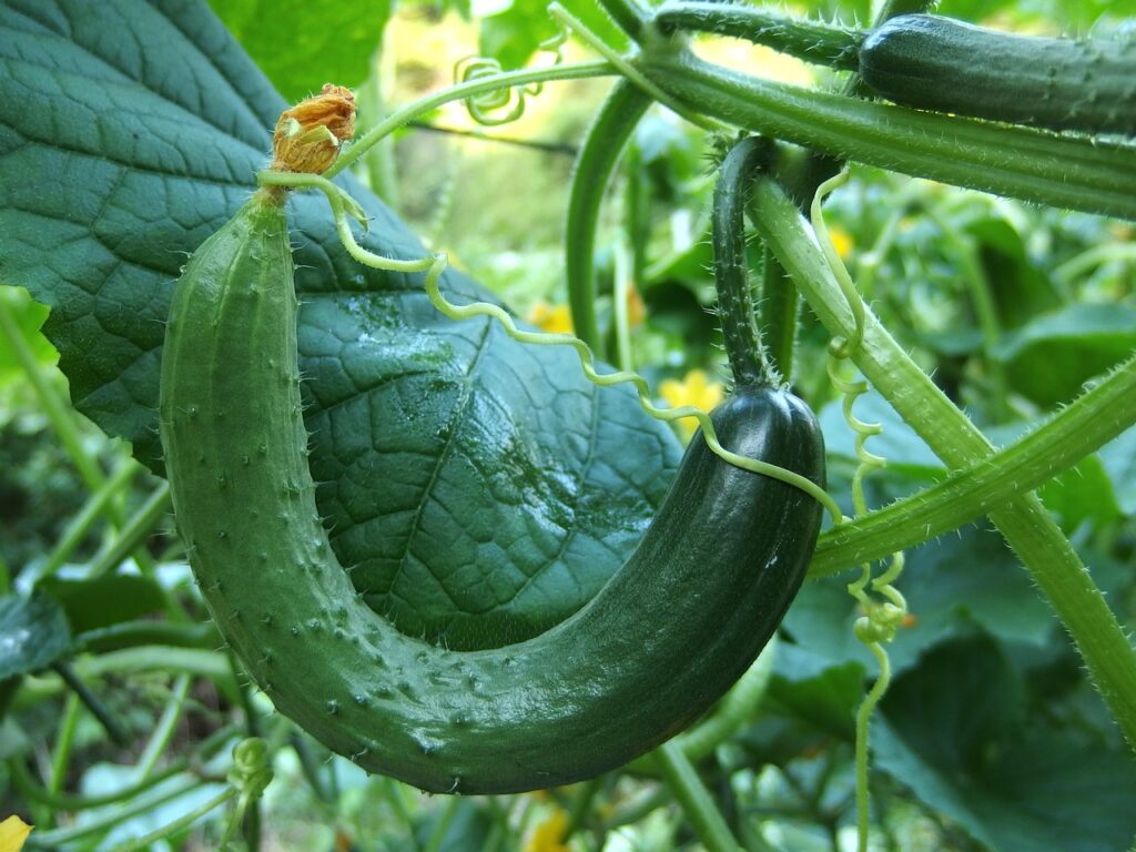 cucumber, bend, crane, defective product, cucumber, cucumber, cucumber, cucumber, cucumber