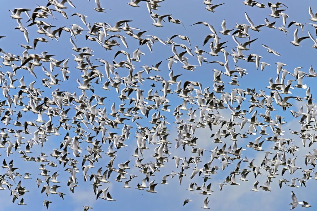 black headed gulls, swarm, flock of birds, swarm, swarm, swarm, swarm, swarm, flock of birds