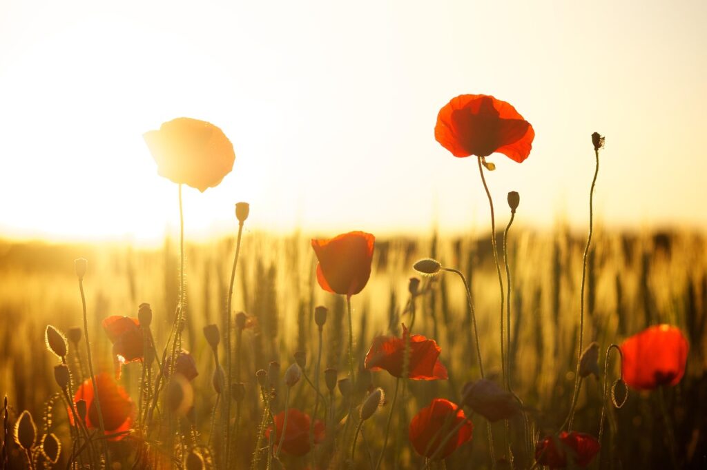poppies, mac wallpaper, field, floral background, sunset, beautiful wallpaper, cool backgrounds, 4k wallpaper, dusk, beautiful flowers, sunlight, 4k wallpaper 1920x1080, flowers, wallpaper hd, meadow, bloom, full hd wallpaper, flower background, free wallpaper, laptop wallpaper, blossom, flowering plant, desktop backgrounds, windows wallpaper, hd wallpaper, free background, flower wallpaper, ornamental plant, plant, flora, wallpaper 4k, nature, background