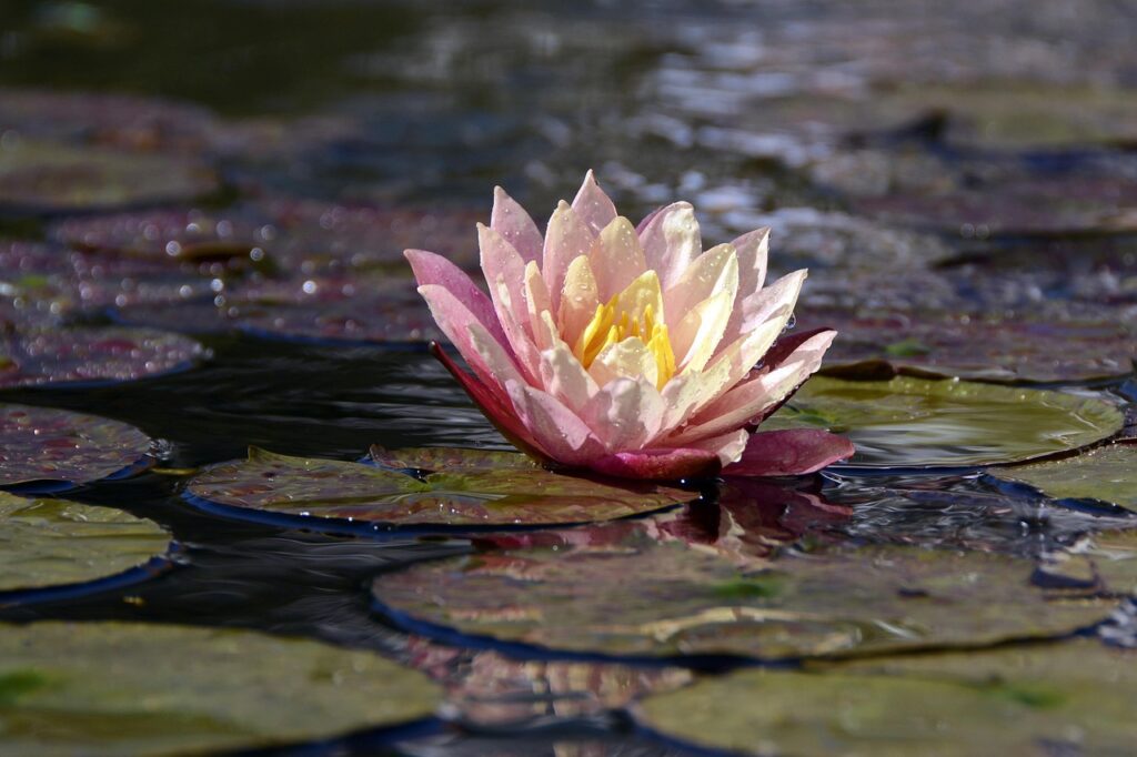 water lily, aquatic plant, blossom, bloom, flower background, pond, water, flower wallpaper, nuphar lutea, flower, beautiful flowers, pink water lily, lake rose, white, pink, green, nature, lily pad, plant, leaves, green leaf