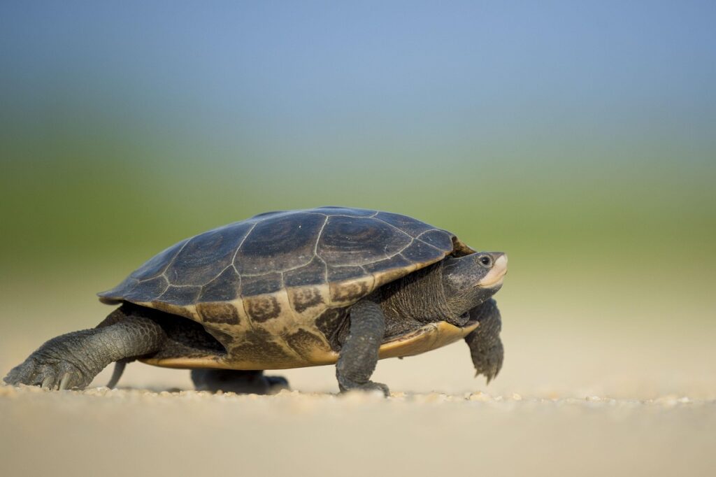 turtle, reptile, walk, walking, shell, turtle shell, animal world, wildlife photography, animal, endangered, nature, slow, wild, wildlife, turtle, turtle, turtle, turtle, turtle, slow