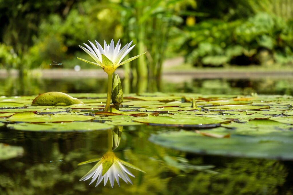 water lily, lily pads, pond, flower wallpaper, reflection, water reflection, flower background, mirroring, blossom, bloom, white flower, flora, flower, pond plant, aquatic plant, water, beautiful flowers, nature