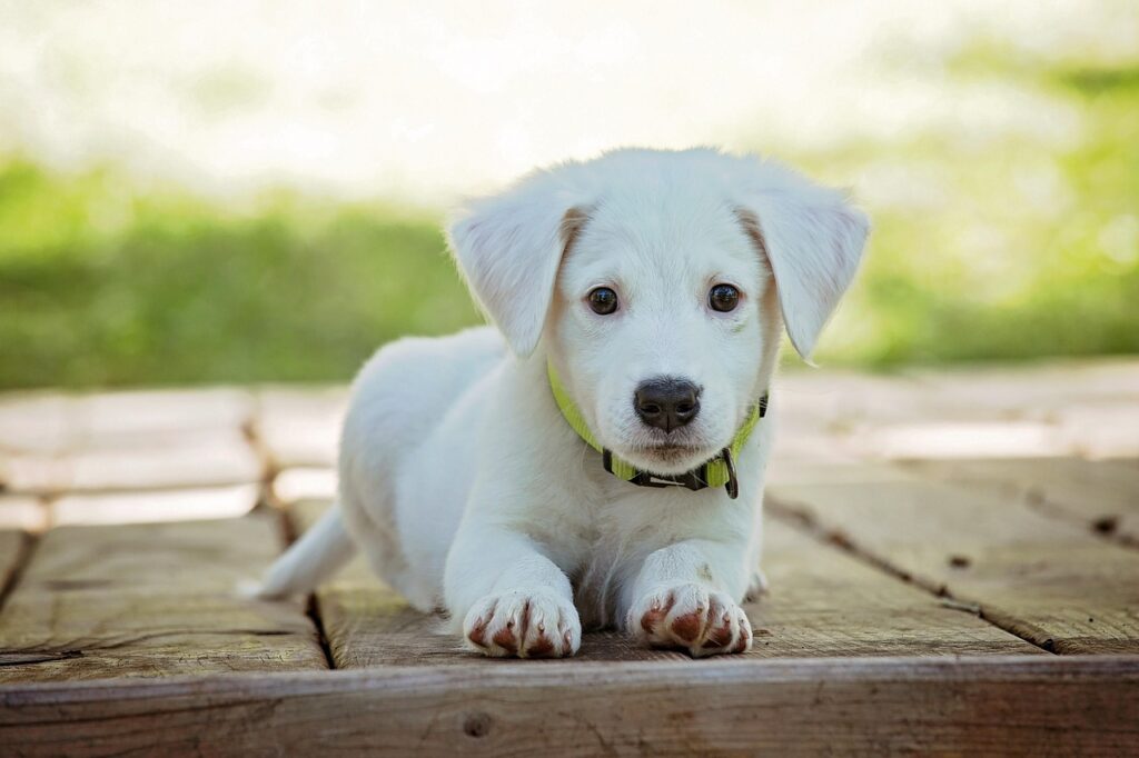 puppy, dog, pet, collar, dog collar, white puppy, nature, white dog, domestic, domestic dog, lying down, portrait, dog portrait, animal, cute, white, adorable, canine, doggy, looking