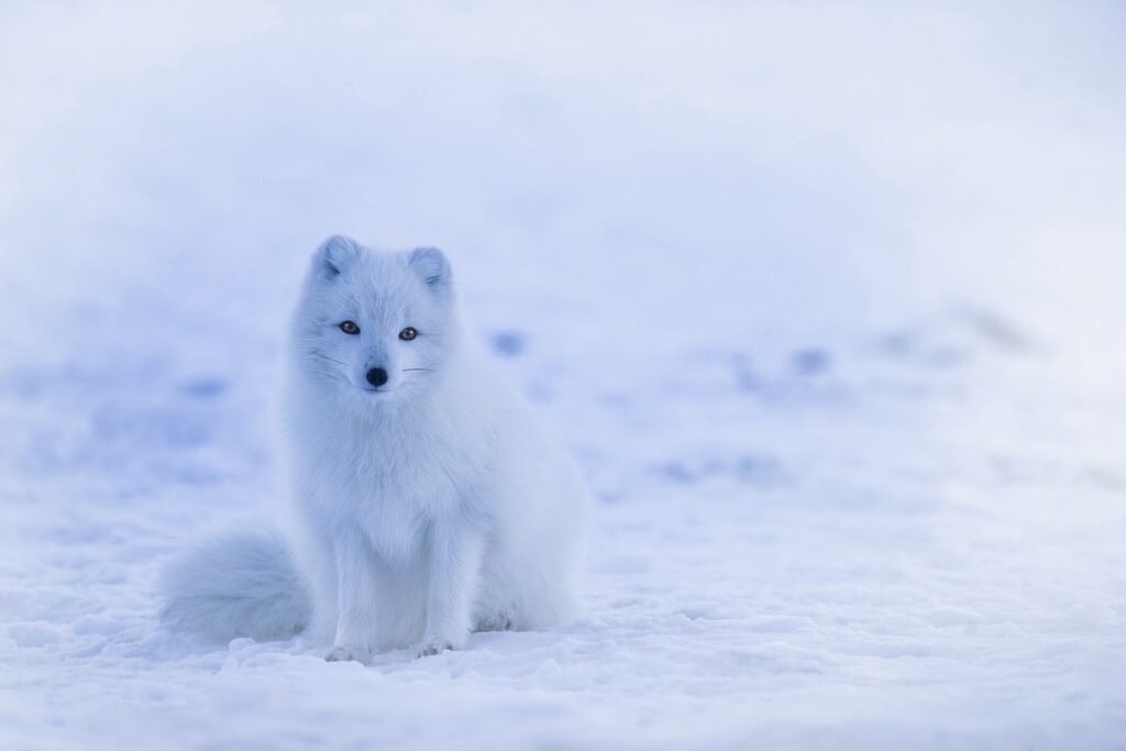 iceland, arctic fox, fox, white, white fox, canine, wild animal, wilderness, animal world, wildlife photography, animal, wildlife, winter, snow, nature, cold, mammal, iceland, fox, fox, white, animal, animal, animal, animal, winter, winter, winter, winter, winter, snow, snow, snow, nature