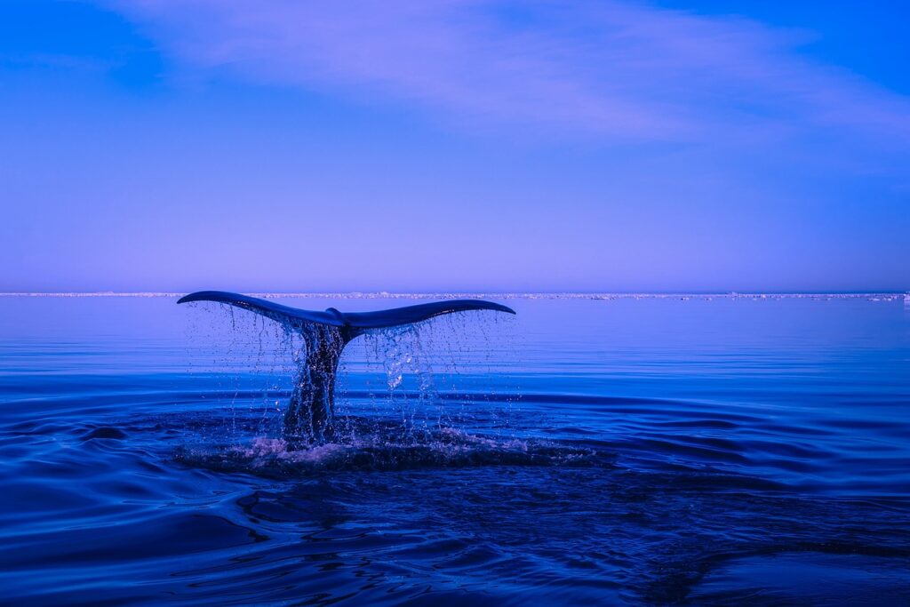 sea, humpback whale, tail, ocean, water, nature, breaching, fin, beautiful, sky, blue sky, blue water, blue sea, blue ocean