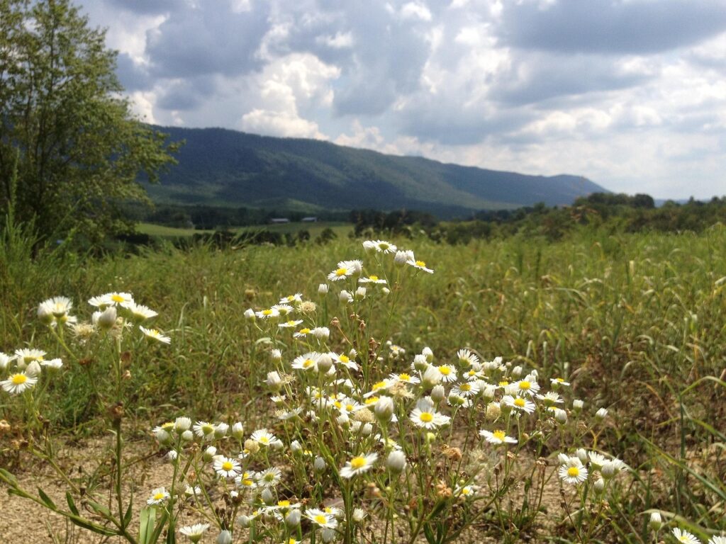 fields, daisies, tennessee, tennessee, tennessee, tennessee, tennessee, tennessee