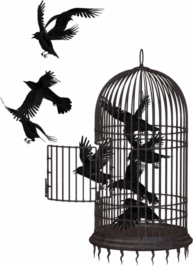 crow, bird cage, nature, cage, bird, animal, freedom, flight, birdcage