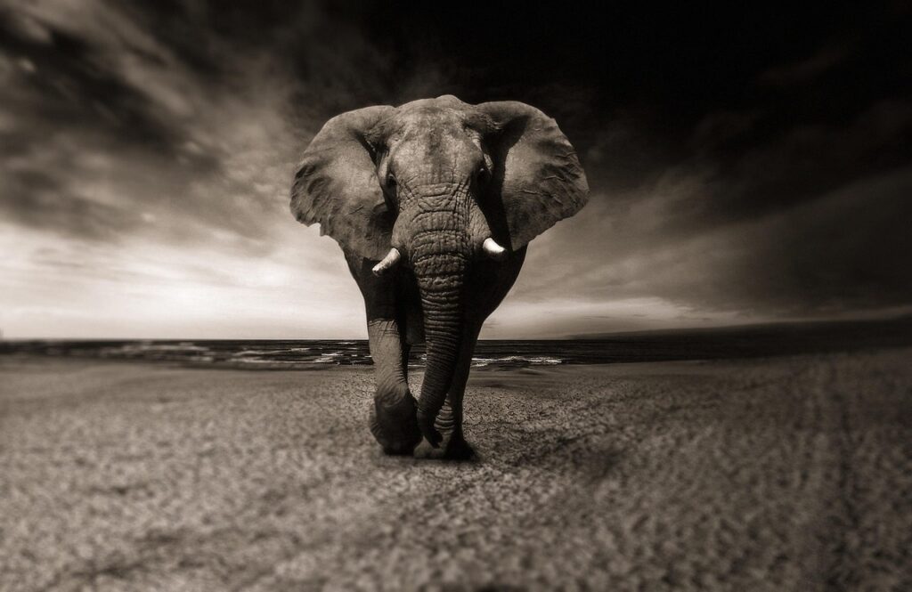 elephant, black-and-white, animal, africa, nature, safari, wild animal, creature, pachyderm, animal portrait