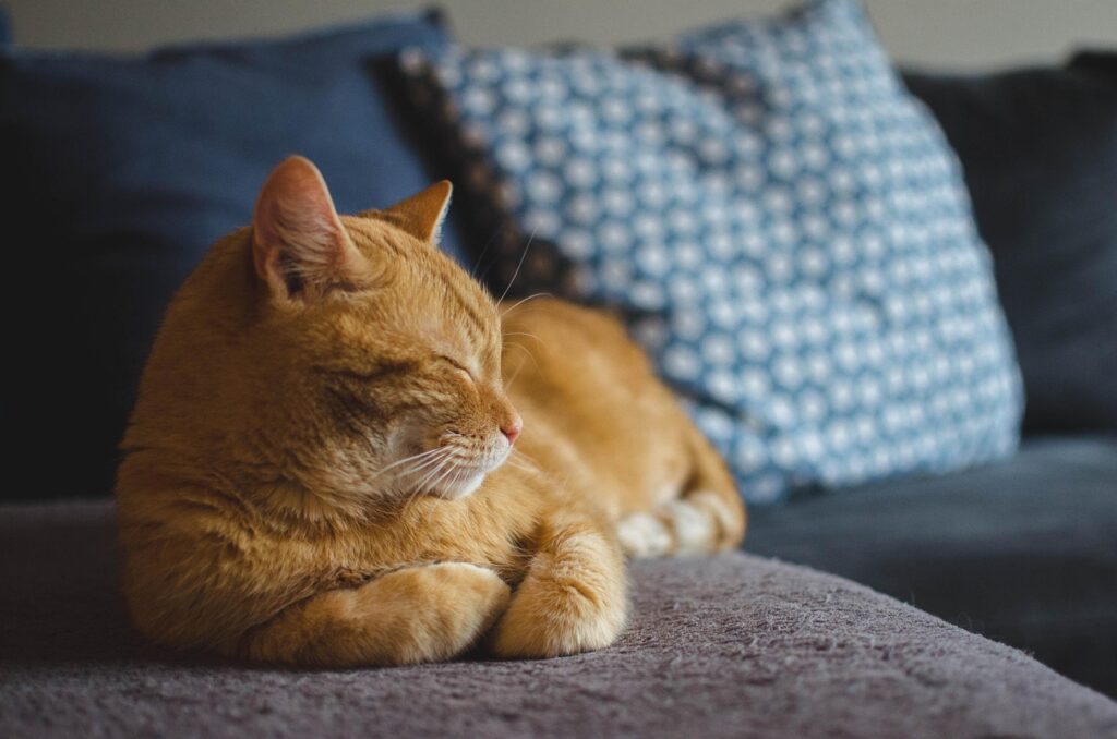 cat, red cat, cat's eyes, lying cat, dream, pet, domestic cat, a well-groomed cat, calm cat, relaxation, sleeping cat, rest, animal, dachowiec