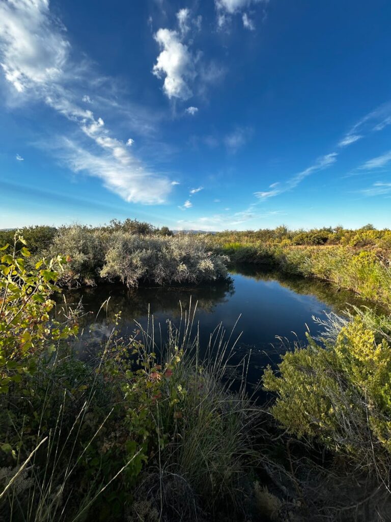 Sunny Blue Skies in Wetlands