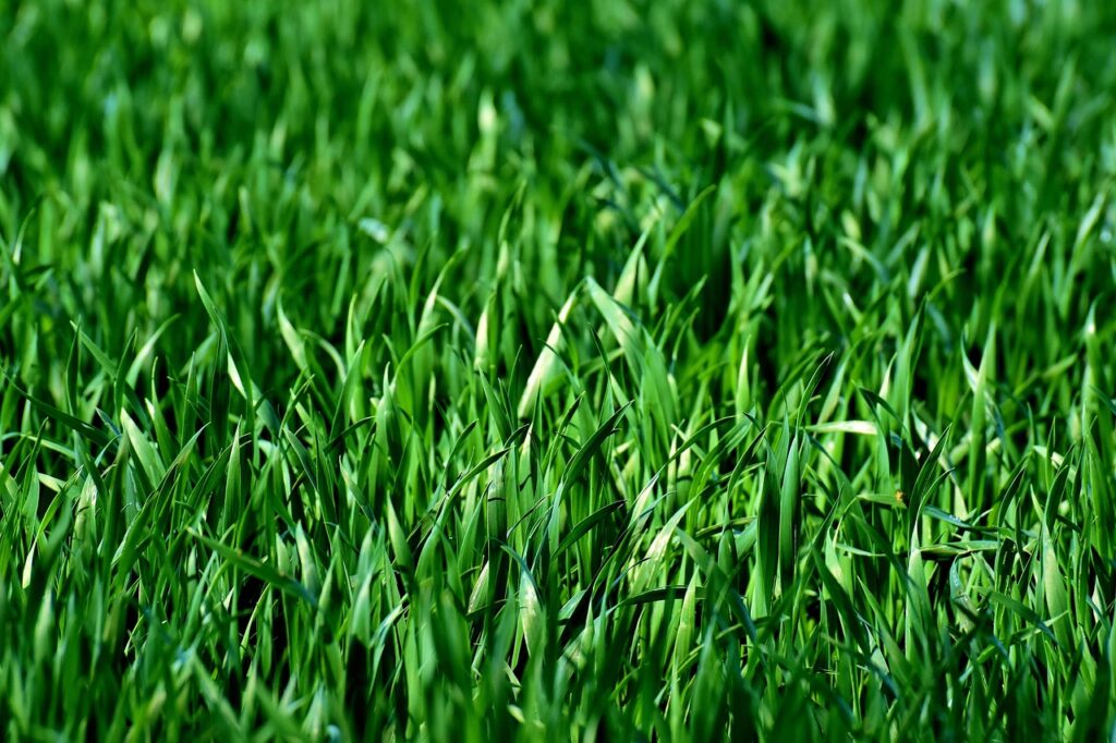 meadow, field, grass, green, nature, landscape, lawn, juicy green, blades of grass, plants, grass, green, green, lawn, lawn, lawn, lawn, lawn