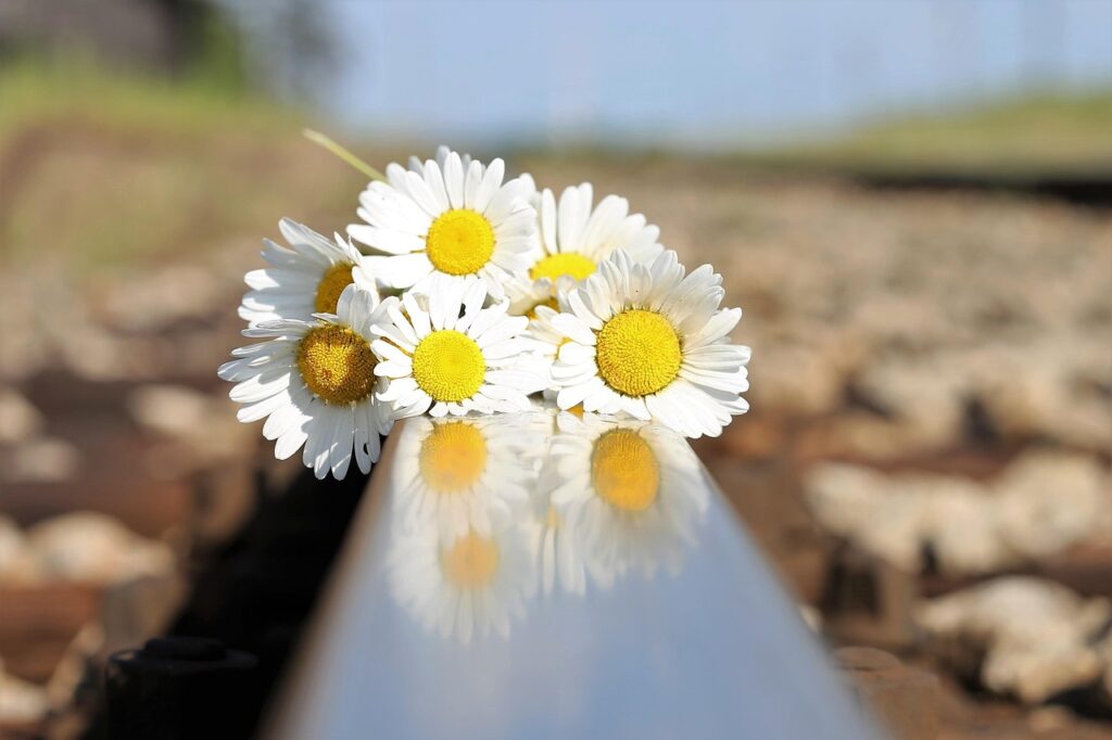 stop youth suicide, daisy bouquet on railway, tragedy, tragic, mourning, lost love, depression, sadness, deep feelings, reflection, outdoor, tragic, tragic, tragic, tragic, tragic, lost love, lost love, lost love