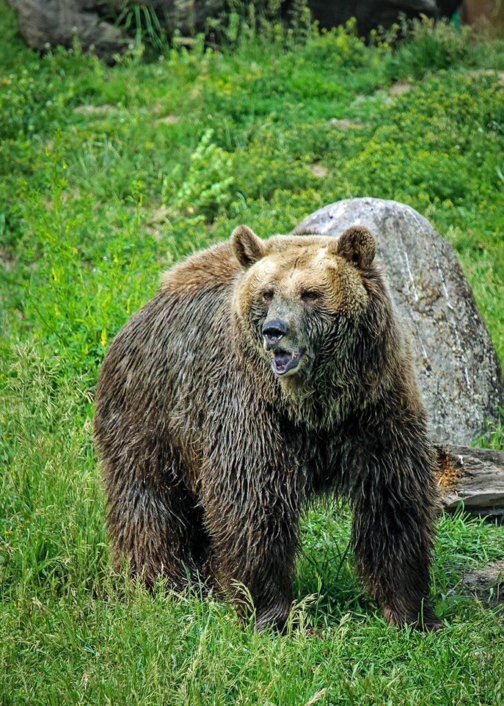 grizzly bear, bear, grizzly, montana, bozeman, montana grizzly encounter, grizzly bear, grizzly bear, grizzly bear, grizzly bear, grizzly bear, grizzly, grizzly