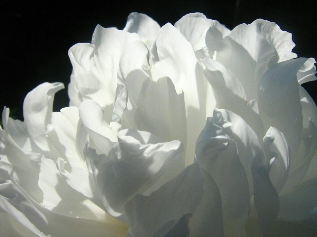 Stunning close-up of white flower petals in full bloom, showcasing natural beauty.
