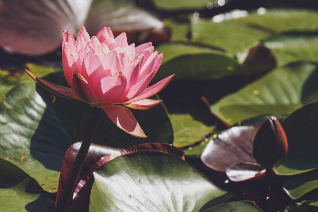 water lily, beautiful flowers, flower, lily pads, pond, pink flower, petals, pink petals, bloom, blossom, flower wallpaper, aquatic plant, flora, flower background, nature